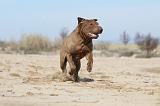 SHAR-PEI 726